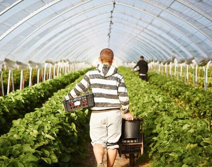 worker in field image